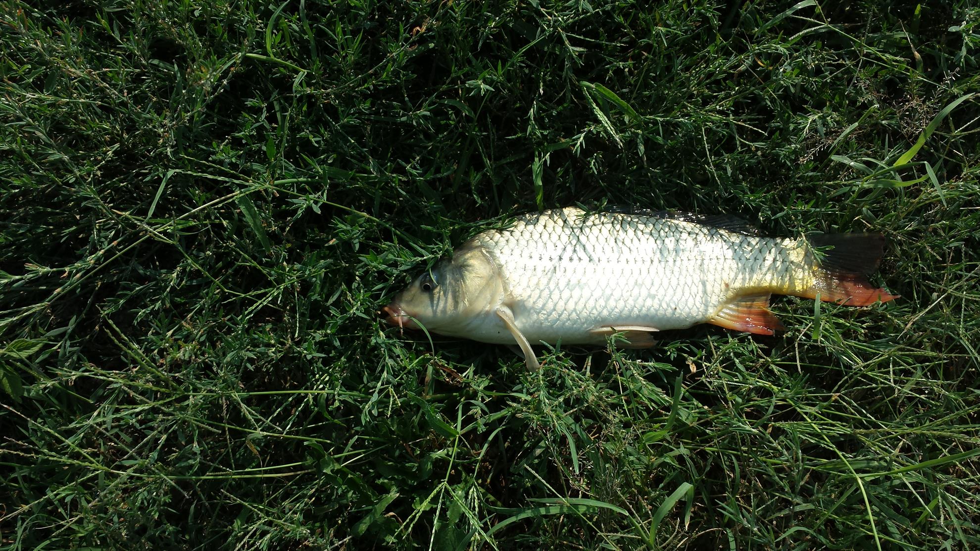 Hermes Peris 8 - 9 august 2014 - 20140809091531.jpg